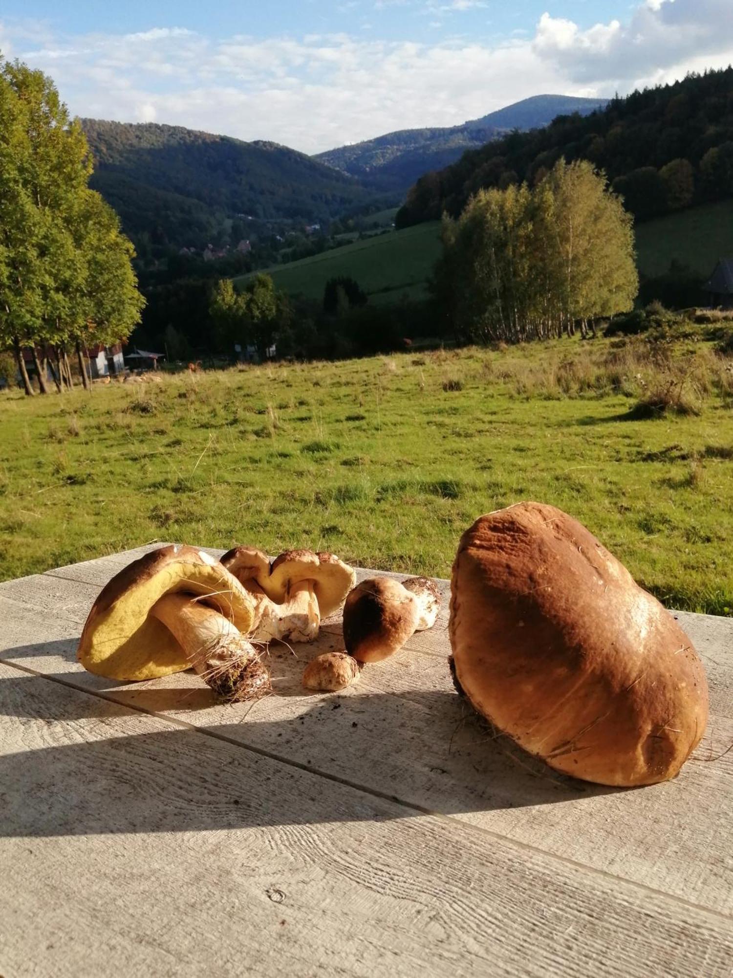Domek W Gorach Sowich Pieszyce المظهر الخارجي الصورة